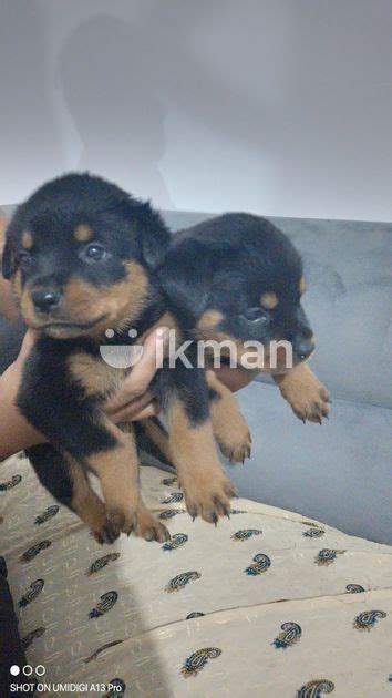 Rottweiler Puppy For Sale In Kadawatha Ikman