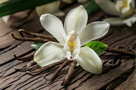 Vanilla Orchid Care Guide