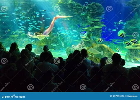 Mermaid Show in Large Aquarium Editorial Photo - Image of stage, underwater: 257695116