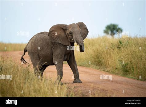 African Elephant Crossing The Road Hi Res Stock Photography And Images