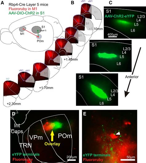 A Sensorimotor Pathway Via Higher Order Thalamus Journal Of Neuroscience