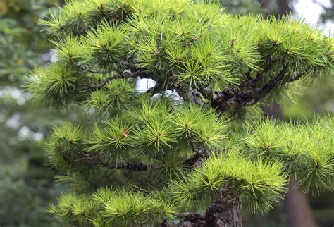 How To Grow And Care For Japanese Black Pine