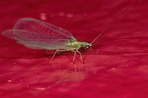 Adult Typical Green Lacewing Stock Photo Image Of Lacewing Insecta