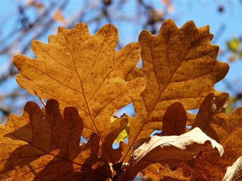 Oak Leaves Quercus Sessile · Free photo on Pixabay