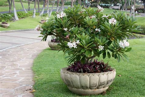 Growing Plumeria How To Care For Frangipani Gardeners Path