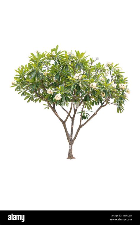 Plumeria Tree Png