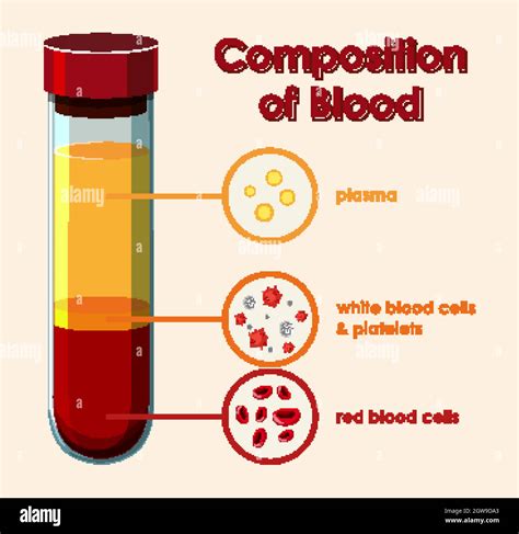 Diagrama que muestra la composición de la sangre Imagen Vector de stock