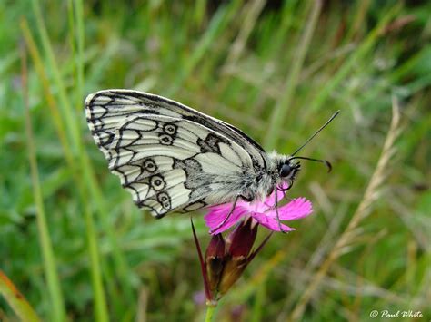 5. Latin name: Melanargia Galathea