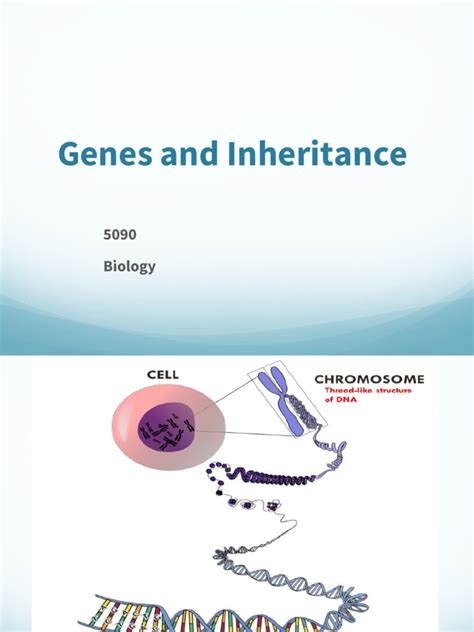 Genes And Inheritance 5090 Biology Pdf Dominance Genetics Allele