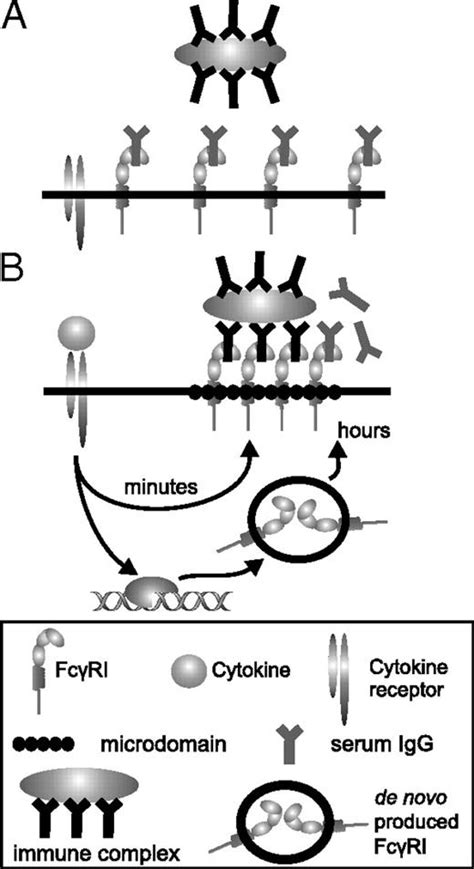 Functional Characteristics Of The High Affinity Igg Receptor Fcγri