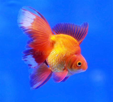 Fancy Goldfish On Blue Background Stock Photo Image Of Goldfish