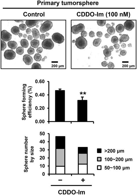 Inhibition Of Sphere Forming Efficiency And Size Of Sum159 Tumorspheres Download Scientific