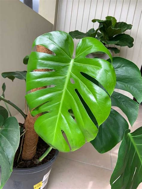 Como Plantar Costela De Ad O Monstera Deliciosa