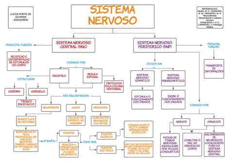 Mapa Conceitual Sistema Nervoso Docsity