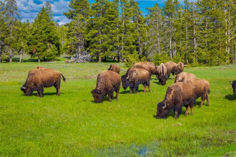 Herd Of Bison Grazing On A Field With Mountains And Trees In The