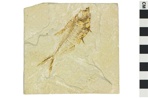 Fossil Ray-finned Fish | Smithsonian Institution