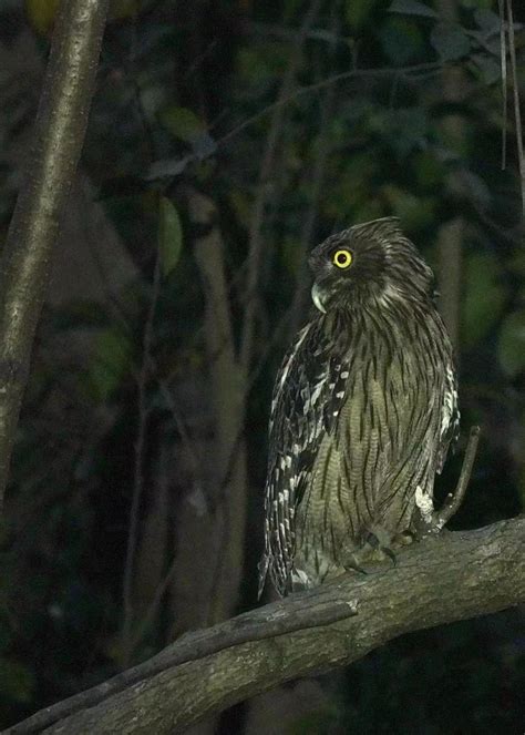 Birdwatcher captures brown fish owls on camera in Shenzhen - CGTN