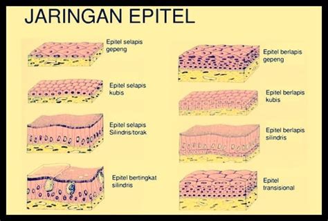 Macam Jaringan Epitel Beserta Gambar 52 Koleksi Gambar