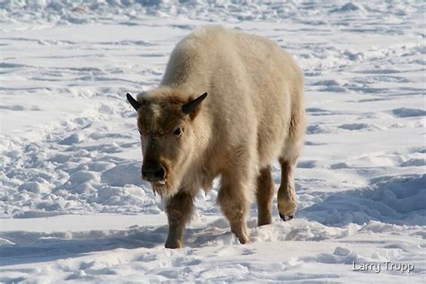 "White Buffalo (Bison)" by Larry Trupp | Redbubble