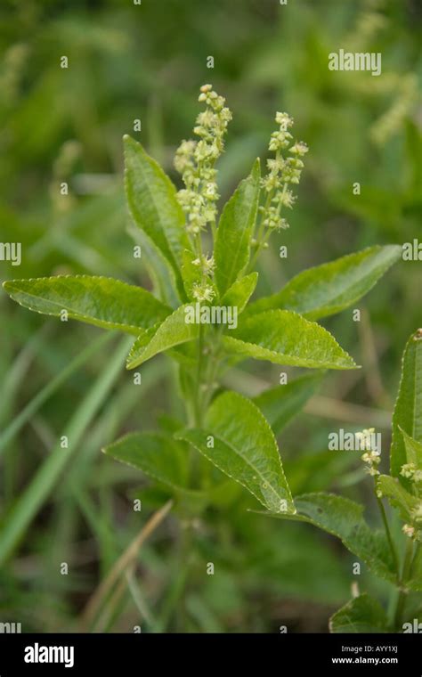 Dogs Mercury Mercurialis Perennis Euphorbiaceae Stock Photo Alamy