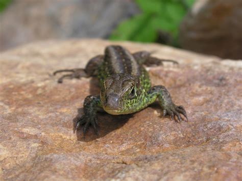 Free Images Male Wildlife Wild Toad Amphibian Fauna Lizard