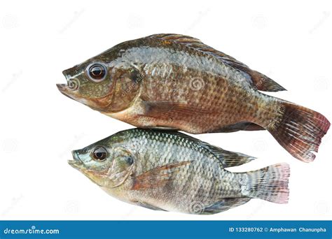 Tilapia De Dos El Nilo Pescado De Agua Dulce Aislado En El Fondo