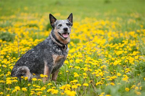 Australian Shepherd Blue Heeler Mix Important Features