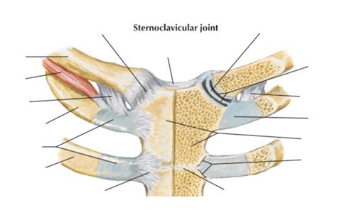 Sternoclavicular Joint Diagram Quizlet