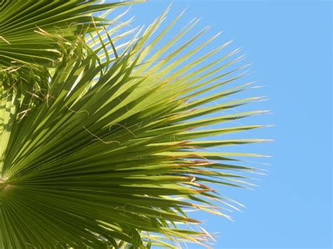 Free Images Tree Branch Wing Plant Sky Leaf Flower Palm