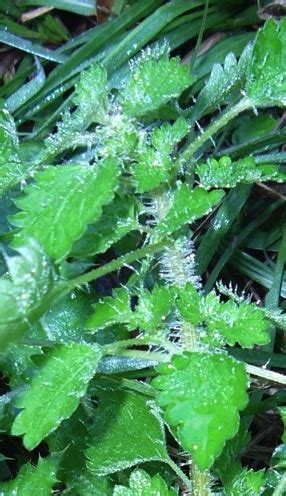 Stinging Nettles Eat The Weeds And Other Things Too