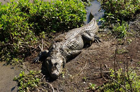 Yacar Overo Caiman Latirostris Picture Nature