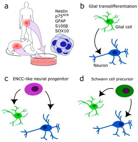 The Brain Contains Of Interconnected Neurons And Glia Mapasgmaes