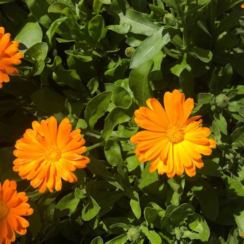 Details Imagen Calendula Planta Cuidados Abzlocal Mx