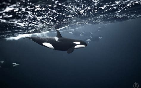 Get To Know The Orca - Killer Whale | Wildest