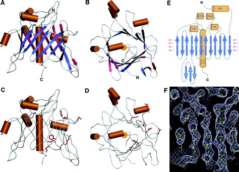 Implication Of Tubby Proteins As Transcription Factors By Structure