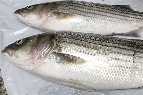 Is Striped Bass Safe To Eat Everything You Need To Know Before Eating Striped Bass