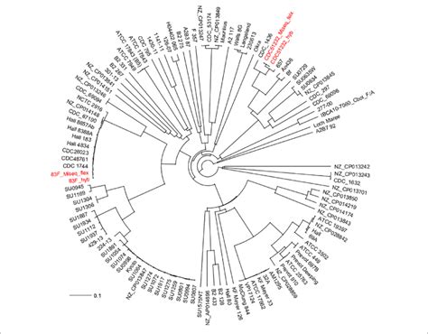 Initial Cgmlst Nj Phylogenetic Tree Based On Gene Differences On The