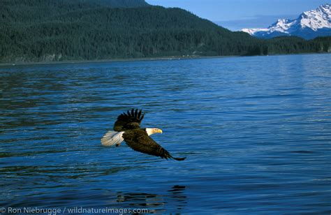 Bald Eagle Alaska Photos By Ron Niebrugge