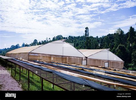 Secador de café Secador solar Invernadero Estructura para secar los