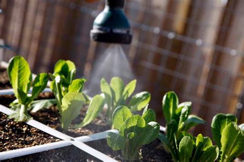 How Often To Water Your Vegetable Garden And More Watering Tips