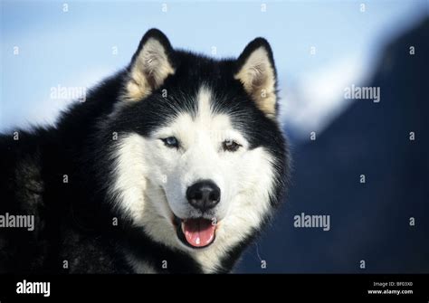 Husky Canis Lupus Familiaris Portrait Of Male Stock Photo Alamy