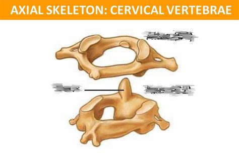 Cervical Vertebrae Diagram Quizlet