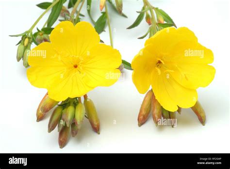 Common Evening Primrose Or Evening Star Oenothera Biennis Medicinal