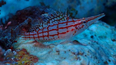 Macam Macam Ikan Hias Air Laut - Renunganku