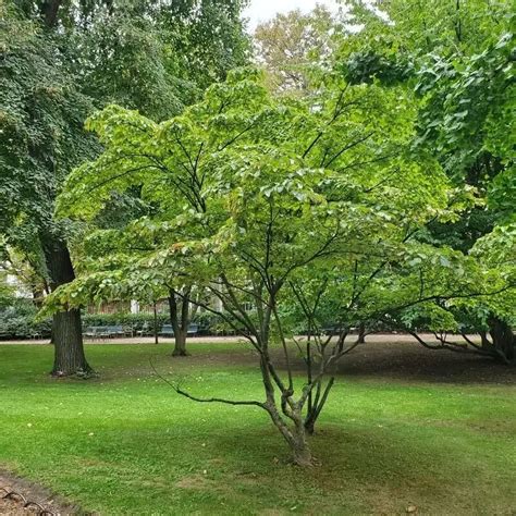 Cornus kousa Négoplantes spécialiste en négoce de plantes