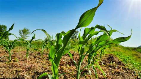 Agricultura Ecológica Y Técnicas De Cultivo Que Debes Conocer