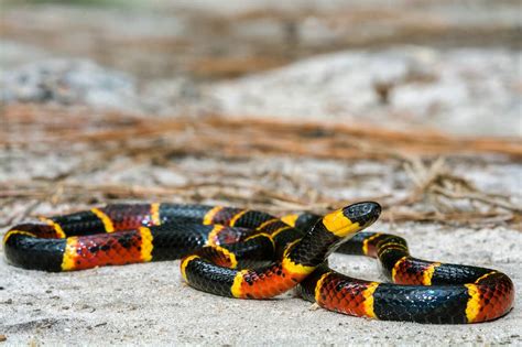 🐍 Serpiente de Coral: Características y Curiosidades » Animales Salvajes