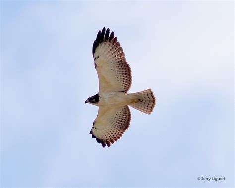 Short-tailed Hawk – HawkWatch International