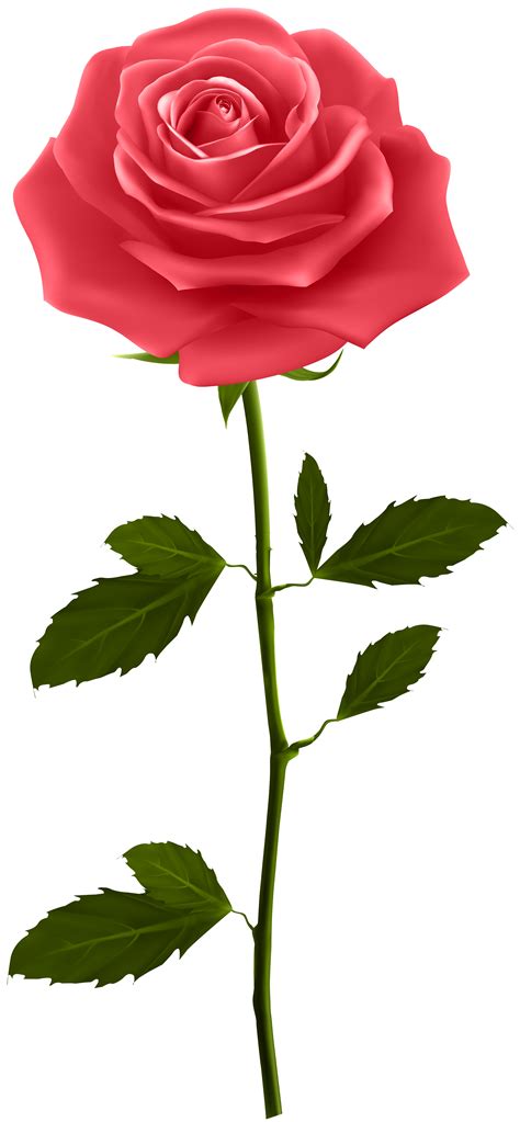 Red Rose With Stem