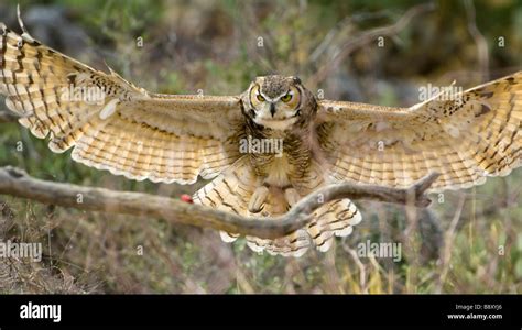 Great Horned Owl Wings Spread